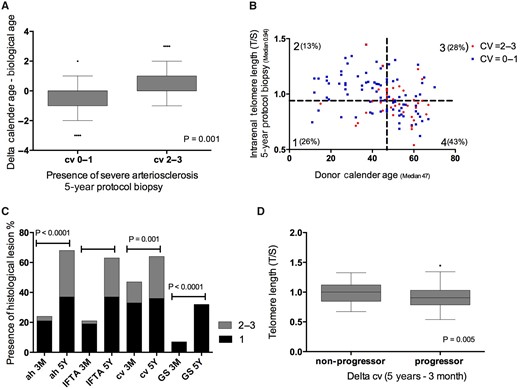 (A) Relation between accelerated ageing and presence of arteriosclerosis in the 5-year protocol biopsy. Accelerated biological ageing was evaluated by calculating delta (Δ) biological age − calendar age. Δ (range −3 to 3) was calculated using the difference of quartile telomere length (0 = longest telomere length; 3 = shortest telomere length) − quartile calendar age (0 = youngest age group; 3 = oldest age group). The P-values represent non-parametric analysis of variance (ANOVA). (B) The correlation between telomere length and donor age in the 5-year protocol biopsies with and without presence of severe arteriosclerosis. The percentage indicates the amount of biopsies with presence of severe arteriosclerosis (cv = 2–3) in the different groups (Group 1 = age <47 years, TL ≤0.94; Group 2 = age <47 years, TL >0.94; Group 3 = age ≥47 years, TL >0.94; Group 4 = age ≥47 years, TL <0.94). Severe arteriosclerosis was defined as Banff cv score 2–3. The P-values represent chi-square testing between Group 4 versus Group 3 (P = 0.001); Group 4 versus Group 1 (P < 0.0001). (C) The evolution of chronic histological lesions between 3 months and 5 years after transplantation. The P-values represent non-parametric ANOVA. (D) Relation between progression of intrarenal arteriosclerosis and intrarenal telomere length in the 5-year protocol biopsies. Delta histology was calculated as the severity of the histological lesion in the 5-year protocol biopsy − the severity of the histological lesion in the 3-month biopsy (range 0–3). Positive values represent biopsies with progression. Zero values represent biopsies without histological progression. The P-value represents non-parametric ANOVA. The horizontal lines within the boxes of the box-whisker plots in this figure indicate means, the upper and lower ends of the boxes indicate standard deviations and the whiskers indicate 95th percentiles.