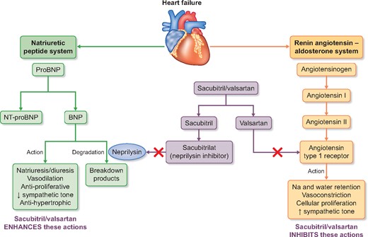 Effects of sacubitril/valsartan on vasoactive peptides.