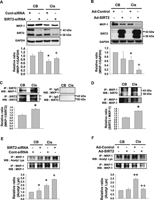 Cisplatin-induced suppression of MKP-1 expression is regulated by SIRT2 in MPT cells. (A) Western blot analyses of MKP-1 from MPT cells after treatment with small interfering RNA targeting SIRT2 (SIRT2–siRNA) or control siRNA (Cont-siRNA) plus cisplatin treatment (Cis; 20 mg/mL) for 24 h (n = 4, each group). (B) Western blot analyses of MKP-1 in SIRT2-overexpressing adenovirus (Ad-SIRT2) or control-adenovirus (Ad-control)-transfected MPT cells at 24 h after Cis treatment (n = 4, each group). Transfected MPT cell lysates were immunoblotted with an MKP-1 antibody. Data are expressed as mean ± SD. *P < 0.05 versus CB + Cont-siRNA or CB + Ad-Control; **P < 0.01 versus CB + Cont-siRNA or CB + Ad-Control; +P < 0.05 versus Cis + Cont-siRNA or Cis + Ad-Control; ++P < 0.01 versus Cis + Cont-siRNA or Cis + Ad-Control. (C) Western blot analyses of MKP-1 from MPT cells after Cis (20 mg/mL) or CB treatment. MPT cell lysates were immunoprecipitated against SIRT2 antibody, and immunoprecipitates were immunoblotted with MKP-1 (n = 4, each group). Data are expressed as mean ± SD. *P < 0.05 versus CB. (D) Western blot analyses of SIRT2 from MPT cells after Cis (20 mg/mL) or CB treatment. MPT cell lysates were immunoprecipitated against MKP-1 antibody and immunoprecipitates were immunoblotted with SIRT2 (n = 4, each group). Data are expressed as mean ± SD. *P < 0.05 versus CB. (E) Western blot analyses of MKP-1 acetylation in small interfering RNA targeting SIRT2 (SIRT2–siRNA) or control siRNA (Cont-siRNA) at 24 h after cisplatin (Cis; 20 mg/mL) treatment (n = 4, each group). (F) Western blot analyses of MKP-1 acetylation in SIRT2-overexpressing adenovirus (Ad-SIRT2) or control-adenovirus (Ad-control)-transfected MPT cells at 24 h after Cis treatment (n = 4, each group). Transfected MPT cell lysates were immunoprecipitated against MKP-1 antibody, and immunoprecipitates were immunoblotted with an acetyl-lysine antibody. Data are expressed as mean ± SD. *P < 0.05 versus CB + Cont-siRNA or CB + Ad-Control; **P < 0.01 versus CB + Cont-siRNA or CB + Ad-Control; +P < 0.05 versus Cis + Cont-siRNA or Cis + Ad-Control; ++P < 0.01 versus Cis + Cont-siRNA or Cis + Ad-Control.