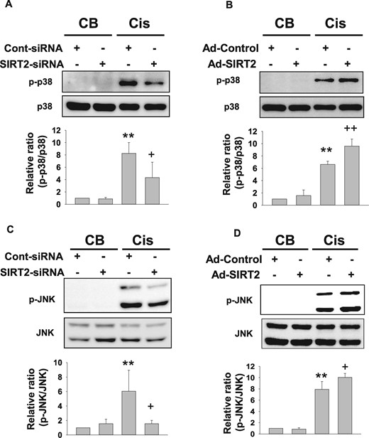 SIRT2 regulates cisplatin-induced p38 and JNK phosphorylation in MPT cells (A and B). Western blot analysis of p38 phosphorylation in SIRT2-siRNA- or Ad-SIRT2-transfected MPT cell. siRNA- or adenovirus-transfected MPT cells were treated with cisplatin (Cis) for 24 h (n = 4, each group in A and B). Densitometric analyses are presented as the relative ratio of phospho-p38 (p-p38) to p38. Bars represent the mean ± SD. (C and D) Western blot analysis of JNK phosphorylation in SIRT2–siRNA- or Ad-SIRT2-transfected MPT cells. siRNA- or adenovirus-transfected MPT cells were treated with Cis for 24 h (n = 5, each group in C and D). Densitometric analyses are presented as the relative ratio of phospho-JNK (p-JNK) to JNK. Bars represent the mean ± SD. Data are expressed as mean ± S.D. **P < 0.01 versus CB + Cont-siRNA or CB + Ad-Control; +P < 0.05 versus Cis + Cont-siRNA or Cis + Ad-Control; ++P < 0.01 versus Cis + Cont-siRNA or Cis + Ad-Control.