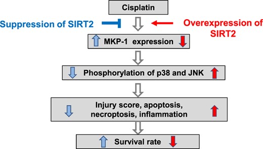 Schematic summary of the effect SIRT2 on MKP-1 in the cisplatin-induced renal injury model.