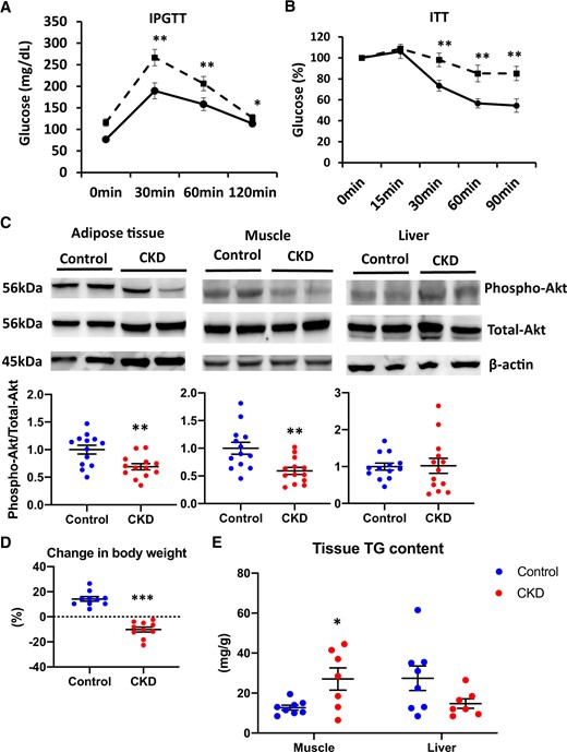 Impaired glucose tolerance and IR in adenine-induced CKD mice compared with control mice. The results of the (A) IPGTT and (B) ITT in control mice (solid line) and adenine-induced CKD mice (dashed line) (n = 10 per group). (C) The levels of phospho-Akt after insulin stimulation in the adipose tissue (left panel), muscle tissue (middle panel) and liver tissue (right panel) of two experimental groups (control, blue dots; CKD, red dots). The blots for total-Akt are shown as loading controls. The representative results in three independent experiments are shown (n = 13 per group). (D) The percent change in BW from 7 to 13 weeks of age among the two experimental groups (n = 10 per group). (E) The lipid accumulation of muscle and liver tissues of two experimental groups was examined by the measurement of tissue TG content (n = 8 per group). *P < 0.05, **P < 0.01, ***P < 0.001 versus the control group. Bar represents mean ± standard error of the mean.