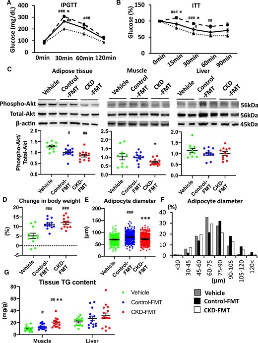 Impaired glucose tolerance and IR in CKD-FMT mice in the fecal transplantation experiment. The results of (A) IPGTT and (B) ITT in vehicle mice (dotted lines), control-FMT mice (solid lines) and CKD-FMT mice (dashed lines). (C) The phosphorylation levels of Akt after insulin stimulation in the adipose tissue (left panel), muscle tissue (middle panel) and liver tissue (right panel) of three experimental groups (vehicle, green dots; control-FMT, blue dots; CKD-FMT, red dots). The blots for total-Akt are shown as loading controls. The representative results in three independent experiments are shown (n = 10–12 per group). (D) The percent change in BW from 8 to 10 weeks of age among the three experimental groups (n = 10–12 per group). (E) The average of diameter of adipocytesand (F) the distribution of adipocyte diameters in the adipose tissuesof three experimental groups. (G) Lipid accumulation in the muscle and liver tissues of three experimental groups was examined by the measurement of tissue TG content (n = 14–15 per group). #P < 0.05, ##P < 0.01, ###P < 0.001 versus vehicle mice (n = 14–15 per group). *P < 0.05, **P < 0.01, ***P < 0.001 versus control-FMT mice. Bar represents mean ± standard error of the mean.