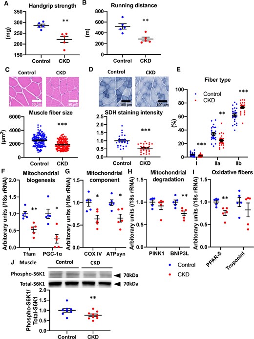 Muscle phenotypes in adenine-induced CKD mice. (A) Handgrip strength and (B) running distance in control mice (blue dots) and CKD mice (red dots) (n = 5 per group). (C) HE staining (original magnification, ×400) of gastrocnemius muscle (upper panel) and fiber size of the HE-stained gastrocnemius muscle (lower panel). (D) SDH staining (original magnification, ×200) of the gastrocnemius muscle (upper panel) and SDH intensity (lower panel). (E) The population of muscle fiber types was determined in SDH-stained gastrocnemius muscle. Real-time PCR analysis of molecules related to muscle mitochondria: (F) PGC-1α and Tfam, (G) COX IV and ATP syn, (H) PINK1 and BNIP3Land (I) PPAR-δ and troponin Iof the gastrocnemius muscle in two experimental groups (n = 5 in each group). (J) Levels of phospho-S6K1 after insulin stimulation in the muscle tissue of two experimental groups (n = 8–9 per group). The blots for total-S6K1 are shown as loading controls. The representative results from two independent experiments are shown. *P < 0.05, **P < 0.01, ***P < 0.001 versus the control group. Bar represents mean ± standard error of the mean.