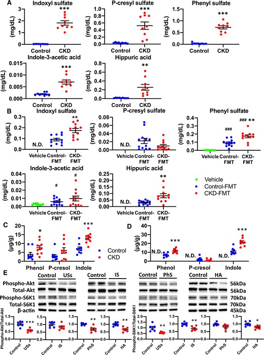 Serum uremic solutes and fecal products of bacterial fermentation in CKD mice and CKD-FMT mice. (A) Serum concentrations of the following uremic solutes: IS, PCS, PhS, IAA and HA in control mice (blue dots) and CKD mice (red dots) (n = 8 per group). (B) Serum concentrations of uremic solutes in vehicle mice (green dots), control-FMT mice (blue dots) and CKD-FMT mice (red dots) (n = 11–12 per group). Fecal concentrations of bacterial fermentation products: phenol, p-cresol and indole in (C) control mice and CKD mice, as well as in (D) vehicle mice, control-FMT mice and CKD-FMT mice(n = 8–10 per group). The effects of uremic solutes on insulin-stimulated phosphorylation of (E) Akt and (F) S6K1 in C2C12 myotubes (n = 5–6 per group). #P < 0.05, ##P < 0.01, ###P < 0.001 versus vehicle mice. *P < 0.05, **P < 0.01, ***P < 0.001 versus control mice, control-FMT group or control group of in vivo study. ND, not detected. Lower limits of quantification of IS, PCS, PhS, IAA and HA are 0.004, 0.0005, 0.002, 0.0002 and 0.0096 mg/dL, respectively. Lower limit of quantification of all bacterial fermentation products is 0.3 μg/g. Bar represents mean ± standard error of the mean.