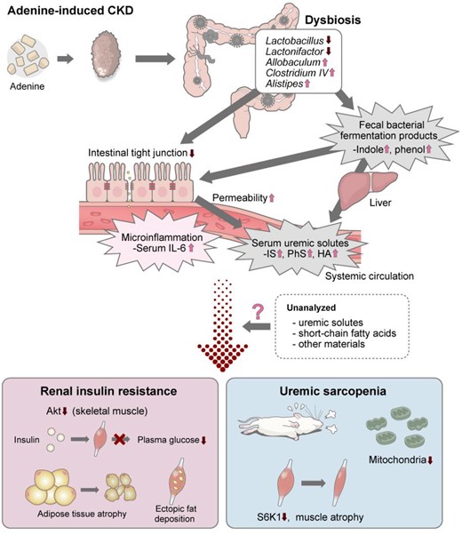 Schematic representation of the findings in this experiment. The causal relationship between dysbiosis in adenine-induced CKD, renal IR and uremic sarcopenia was identified in this experiment and previous studies.