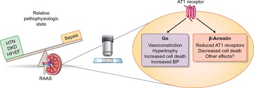 The RAAS is being used in a variety of ways from blocking its effect in states of relative excess in hypertension (HTN), diabetic kidney disease (DKD), and heart failure with reduced ejection fraction (HFrEF) to supplementing with exogenous angiotensin II during shock and sepsis. Progress is also advancing on how intracellular signaling can be manipulated by utilizing biased agonist of the type 1 angiotensin receptor.