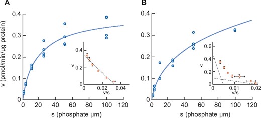 Phosphate uptake by intestinal BBMV in sham rats (A) and anti-Thy1-induced CKD rats (B). Dots represent the actual values and the Michaelis–Menten curve was generated using JMP11.2.1. Inset shows an Eadie–Hofstee plot of the uptake. Each point represents the mean of three measurement points. Sham, sham-operated rats; CKD, anti-Thy1 CKD rats.