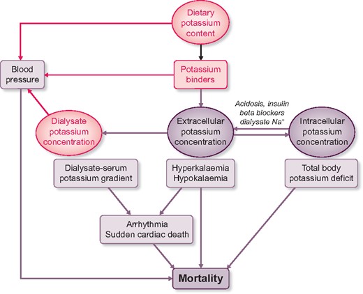 Schematic of potassium balance during haemodialysis and how it may affect mortality. The three possibilities for intervention—dietary potassium content, potassium binders and dialysate potassium—are shown in pink font. See text for further details.