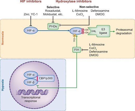 Regulation of HIF transcriptional activity. Under normoxia, HIF-α is hydroxylated by PHD enzymes, resulting in the recognition of HIF-α by an ubiquitin–E3 ligase complex and subsequent proteasomal degradation. Asparagine hydroxylation by FIH prevents the recruitment of the transcriptional coactivators/histone acetyltransferases p300/CBP, decreasing HIF transactivation activity. Under hypoxia, HIF-α is stabilized and translocates into the nucleus, forming an heterodimer with HIF-β. Once activated by CBP/p300, this structure will bind to hypoxia-response elements and enhance the expression of target genes. The HIF pathway can be modulated through the inhibition of the HIF hydroxylases by different compounds, such as L-mimosine, CoCl2, DMOG or deferoxamine. More selective HIF HIs are contained within the new class of –dustat inhibitors, which were recently developed for the treatment of anaemia. All HIF HIs will increase HIF-α. Zinc and the compound YC-1 were reported to be HIF-α inhibitors.