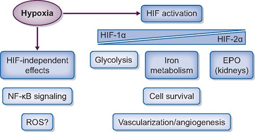 The effects of hypoxia. Hypoxia activates the HIF, which will trigger a transcriptional adaptive response regulating metabolism, increasing EPO and iron metabolism, vascularization and angiogenesis. Hypoxia can also lead to HIF-independent responses, for example through regulation of the NF-κB pathway. Besides the HIF-mediated response, there is also a hypoxia-dependent regulation of gene expression independent of HIF.
