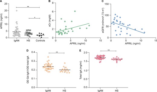 Serum APRIL levels were significantly higher in IgAN patients and correlated with creatinine serum level. (A) Serum levels of APRIL were determined by ELISA in 44 IgAN patients, 23 HSs and 8 controls and were significantly higher in IgAN patients and HSs than non-IgA glomerulonephritis patients (controls). APRIL IgAN patient serum levels correlated with (B) serum creatinine (P = 0.04) and (C) eGFR determined by the Modification of Diet in Renal Disease equation (P = 0.008) (Spearman’s correlation). (D) Serum levels of Gd-IgA were evaluated in IgAN patients and HSs. The relative lectin binding per unit of IgA1 was calculated as the optical density (OD) value of lectin over the OD value of total IgA. The results showed that serum levels of Gd-IgA1 were higher in IgAN patients than HSs. (E) Serum total IgA levels in IgAN patients and HSs were determined by ELISA and were significantly higher in IgAN patients (P = 0.001). *P ≤ 0.05, **P ≤ 0.005.