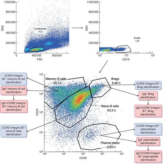 Naïve B subsets analysis in IgAN patients compared with HSs and controls. PBMCs were isolated from the peripheral blood of 36 IgAN patients, 13 HSs and 22 patients with non-IgA glomerulonephritis (controls) and analysed by flow cytometry. The gating strategy used to identify lymphocytes (A, left panel), CD19+ B cells (A, right panel) and B-cell subsets (A, lower panel) is shown for one representative IgAN patient. For each B-cell subset we then analysed the expression of IgA and/or CCR9 and integrin β7 as shown in the panels.