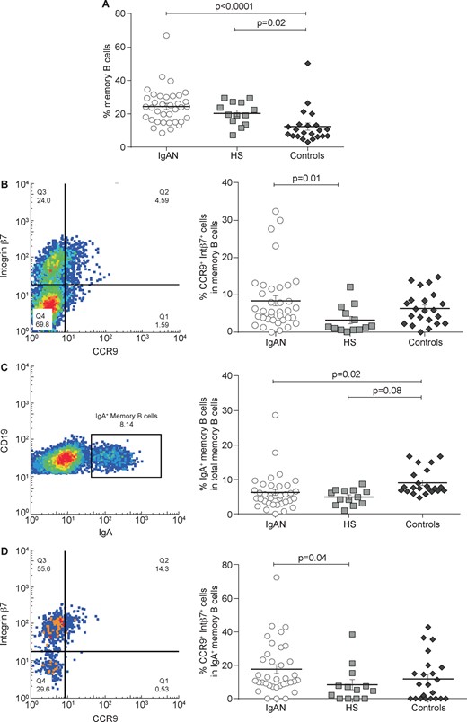 Total memory B-cell subsets analysis in IgAN patients compared with HSs and controls. PBMCs were isolated from the peripheral blood of 36 IgAN patients, 13 HSs and 22 patients with non-IgA glomerulonephritis (controls) and analysed by flow cytometry. (A) The total memory B-cell subpopulation was analysed in IgAN patients, HSs and controls. The total memory B cells percentage was highest in IgAN patients compared with controls (P < 0.0001) and HSs. Controls had a lower percentage of memory B cells compared with both IgAN patients and HSs (P = 0.02). (B) Mucosa-activated (CCR9+ integrin β7+) memory B cell frequencies in IgAN patients, HSs and controls. Percentages of mucosa-activated memory B cells were increased in both IgAN (P = 0.01) and controls compared with HSs, indicating an involvement of mucosal immune response in glomerulonephritis. (C) IgA+ memory B cell frequencies in IgAN patients, HSs and controls. No difference was found between IgAN patients and HSs, whereas controls had a higher percentage of IgA+ memory B cells compared with IgAN patients (P = 0.08) and HSs (P = 0.02). (D) Mucosa-activated (CCR9+ integrin β7+) IgA+ memory B cells frequencies in IgAN patients, HSs and controls. The intestinal-derived IgA+ memory B cells were significantly increased in IgAN patients but not in patients with non-IgA glomerulonephritis compared with HSs (P = 0.04). One-way ANOVA was used to compare groups.