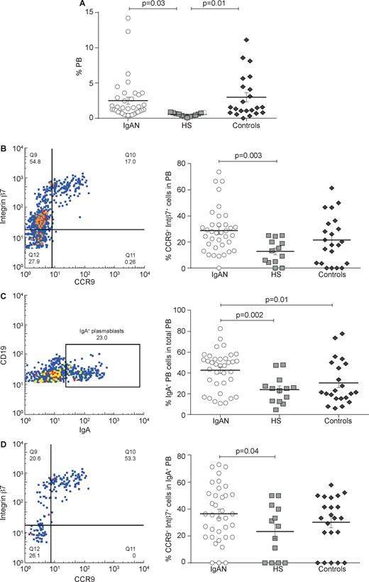 Total PB cells analysis in IgAN patients compared with HSs and controls. PBMCs were isolated from the peripheral blood of 36 IgAN patients, 13 HSs and 22 patients with non-IgA glomerulonephritis (controls) and analysed by flow cytometry. (A) The total PB subpopulation was analysed in IgAN patients, HSs and controls. IgAN patients had a higher percentage of total PBs compared with HSs (P = 0.03). (B) Mucosa-activated (CCR9+ integrin β7+) PB frequencies in IgAN patients, HSs and controls. Mucosa-activated PBs were increased in IgAN patients compared with HSs (P = 0.003). (C) IgA+ PB frequencies in IgAN patients, HSs and controls. IgA+ PBs were significantly higher in IgAN patients compared with HSs and non-IgAN controls (P = 0.002 and P = 0.01, respectively). (D) Mucosa-activated (CCR9+ integrin β7+) IgA+ PB frequencies in IgAN patients, HSs and controls. Intestinal-derived IgA+ PB cells were increased in IgAN patients compared with HSs (P = 0.04) and non-IgA glomerulonephritis. One-way ANOVA was used to compare groups.