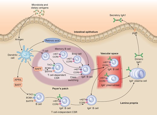 Gut microbiota influences the immune response in IgAN. In the intestinal mucosa, dietary antigens can contribute to B-cell class switching and IgA1 production. In the lamina propria, dietary antigens are recognized by immune cells that can mediate B-cell class switch recombination (CSR) both in a TD and TI manner. The TD mechanism occurs in Peyer’s patches and mesenteric lymph nodes (data not shown). It is mediated by T cells and involves several factors, including BAFF. The resulting TD IgA+ B cells relocate in the lamina propria. The TI CSR, occurring in the lamina propria, is mediated by several factors: BAFF and APRIL produced by intestinal epithelial, dendritic and stromal cells. Both TD and TI IgA+ B cells, together with IgA+ B cells and IgA+ PBs coming from the blood, can differentiate into IgA1- or IgA2-producing plasma cells. The dimeric IgA is then transported to the intestinal lumen by the polymeric immunoglobulin receptor as secretory IgA. According to our data, we hypothesize that IgAN patients establish a mucosal hyperresponsiveness to the pathogens and commensal bacteria of the intestinal tract. This mucosal hyperresponsiveness in genetically predisposed subjects results in an abnormal production of Gd-IgA that passes into the bloodstream, depositing as immune complexes in the kidneys. In the figure, some simplifications are present in order to facilitate the reader's comprehension of the proposed pathogenesis mechanisms.