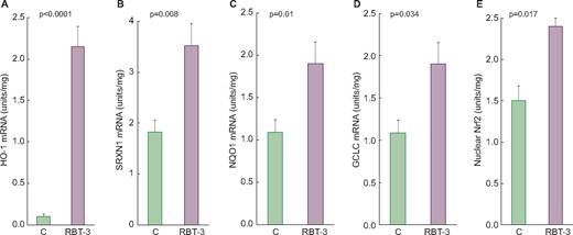 Renal Nrf2 pathway is activated by RBT-3 injection in CD-1 mice. At 4 h following RBT-3 injection, significant increases in each of the four tested Nrf2 responsive gene mRNAs were observed in the renal cortex (compared with simultaneously studied control mice). Further evidence of Nrf2 pathway activation was the finding of increased nuclear Nrf2 protein binding in nuclear protein extracts. (A) HO-1, (B) SRXN1, (C) NQO1, (D) GCLC and (E) nuclear Nrf2. Values are mean ± SEM.