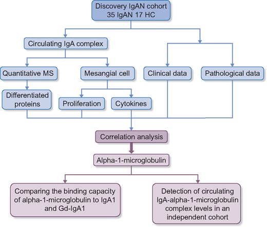 Flow chart of this study. In our study, a discovery IgAN cohort was used for identifying the key constituents in CICs. The differentiating proteins in CICs between IgAN patients and HCs were identified by the TMT method. Additionally, these CICs were used in vitro to treat cultured mesangial cells and the levels of inflammatory cytokines and proliferation were measured. A correlation analysis revealed that only one differentiated protein, α1-microglobulin, correlated not only with proliferation and cytokine secretion in cultured mesangial cells but also with severe tubulointerstitial lesions and decreased eGFR in vivo. Then the binding capacities of α1-microglobulin were compared with IgA1 and Gd-IgA1. Finally, IgA-α1-microglobulin complex levels in an independent IgAN cohort were detected by ELISA.