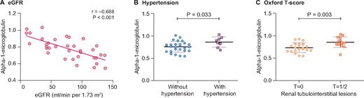 The levels of α1-microglobulin in CICs were correlated with eGFR, hypertension and tubulointerstitial lesions in patients with IgAN. (A) In patients with IgAN, the levels of α1-microglobulin in CICs, quantified by TMT labeling via MS, showed a significantly negative correlation with eGFR (r = −0.702, P < 0.001). (B) Moreover, IgAN patients with hypertension had higher levels of α1-microglobulin in CICs than patients with normal BP (0.87 ± 0.12 versus 0.76 ± 0.12, P = 0.033). (C) In addition, patients classified as Oxford T1/2 presented higher levels of α1-microglobulin in CICs compared with those with an Oxford T0 score (0.86 ± 0.12 versus 0.73 ± 0.11, P = 0.003).