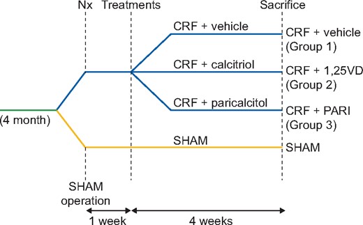 Experimental design of animal model of CRF. SHAM-operated (SHAM); CRF rats + vehicle (CRF + vehicle, Group 1), CRF rats + calcitriol (CRF + 1,25VD, Group 2), CRF rats + paricalcitol (CRF + PARI, Group 3). Nx = 7/8 nephrectomy.