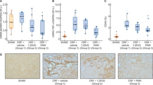 Renal inflammation markers expression evaluated by qPCR. SHAM-operated (SHAM); CRF rats + vehicle (CRF + vehicle, Group 1), CRF rats + calcitriol (CRF + 1,25VD, Group 2), CRF rats + paricalcitol (CRF + PARI, Group 3). (A) ADAM17 mRNA. (B) TNF-α mRNA. (C) CD45 immunohistochemical quantification in all rats. (D) Representative photo of CD45 immunohistochemistry 20×. Data represent median and interquartile range. *P < 0.05 versus CRF + vehicle.