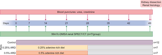 Experimental protocol.