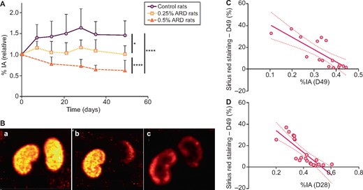 Renal SPECT/CT with 99mTc-DMSA of rats fed a 0.25 and 0.5% ARD or controls. (A) Evolution of 99mTc-DMSA uptake over time. Results are expressed as a percentage of the Day 0 value for each rat. (B) Renal imaging with 99mTc-DMSA SPECT/CT. (C) Correlation between Sirius red staining at Day 49 and 99mTc-DMSA uptake at Day 49 (r = −0.86, P = 0.0002, R2 = 0.63). (D) Correlation between Sirius red staining at Day 49 and 99mTc-DMSA uptake at Day 28 (r = −0.89, P < 0.0001, R2 = 0.67), %IA. •: control rats; ▪: 0.25% ARD rats; ▴: 0.5% ARD rats. *P < 0.05, ****P < 0.0001.