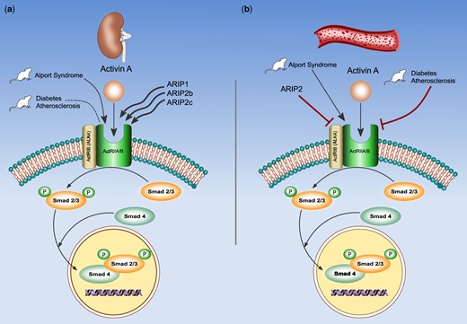 ActA exerts its biologic functions by binding to activin receptors, heterodimeric complexes including Type II (ActRIIA or ActRIIB) and the Type I receptor ActRI, also termed activin receptor-like kinase. Seven variants of ALK have been identified, of these, ALK4 (also named ActRIB) has been consistently described as the predominant Type I receptor for activin signalling. Once activated, ALK4 phosphorylates the transcription factors Smads 2 and 3, which are translocated into the nucleus in a complex with Smad 4, to regulate the transcription of genes involved in proliferation, differentiation and apoptosis. ActRIIA may be downregulated after linking ActA, depending on the effects of activin receptor-interacting proteins (ARIP1 and ARIP2, ARIP2b and ARIP2c). ARIP1 expression is much higher than ARIP2 in the kidney (a), while ARIP2 is highly expressed in the vasculature (b). In high-fat-fed ldlr–/– mice model, ActRIIA signalling is increased, while ActRIIA expression is not affected by CKD, instead, in mice model with Alport syndrome, ActRIIA is overexpressed. These findings mirror the activity of ARIP1, ARIP2a and ARIP2c associated with an effective signalling, but not with ActRIIA downregulation. The different pattern of ActRIIA expression in two mice models could be related to a different pathological context of two mice models.