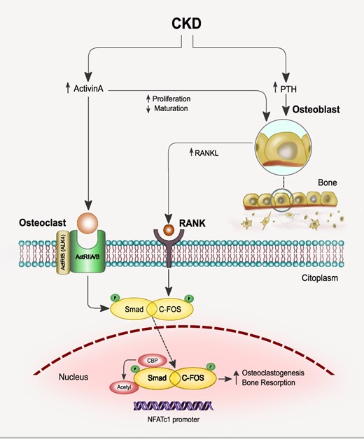 The effect of ActA on osteoclastogenesis develops in parallel with those induced by the receptor activator of NF-κB ligand (RANKL), although their pathways are independent. ActA induces the phosphorylation of the downstream target Smad2, then Smad2 translocates in the nucleus where it is acetylated by p300/CBP. RANKL stimulates the expression and phosphorylation of c-Fos, which upregulates RANK in osteoclasts precursors, then translocates into the nucleus where it plays a pivotal role in the early induction of nuclear factor of NFATc1. The combined effect of RANKL and ActA induces the formation of a complex of activated c-Fos and activated Smad2 and the translocation of this complex into the nucleus, as well as the DNA binding of activated c-Fos to the NFATc1 promoter.