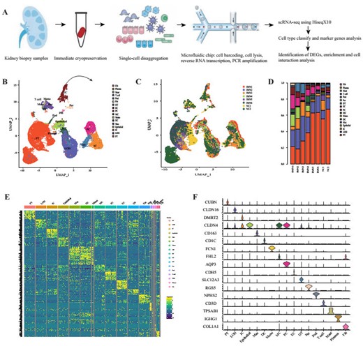 Cell lineage analysis by comprehensive single-cell RNA-sequencing in IMN and control subjects