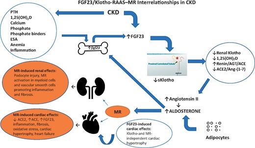 FGF23/Klotho RAAS–MR interrelationships in CKD. In CKD, bone FGF23 secretion is stimulated by various factors (left top oval shape) and medications resulting in higher circulating levels. Both Ang II and aldosterone also directly stimulate FGF23 secretion (thick blue arrow). Reduced renal Klotho and increased blood-borne FGF23 result in reduced 1,25(OH)2D, increased Ang II and reduced ACE2/Ang-(1–7) (right oval shape). The displayed interrelationships, acting in concert with MR activation, play complimentary roles in promoting the initiation and progression of renal and cardiac damage (left bottom orange ovals). ESA, erythropoietin-stimulating agent.