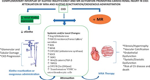 Complementary interplay of Klotho insufficiency and MR activation promoting cardiorenal injury in CKD: attenuation by an MRA and by Klotho reactivation or exogenous administration. In CKD, Klotho insufficiency (left panel) and MR activation (right panel) act on different cell types and through multipronged and complementary systemic and local molecular and signaling mechanisms (midpanel) to promote cardiorenal injury. As detailed in the narrative, Klotho reactivation and/or Klotho supplementation and MRA administration (blue curved arrows) may potentially interdict and attenuate these several cascades that promote cardiorenal injury. SOCE, store-operated Ca entry; SGK1, serum/glucocorticoid regulated kinase 1.