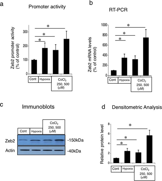 Hypoxia and CoCl2-mediated upregulation of Zeb2 promoter activity and the mRNA and protein expression in mouse renal tubular epithelial (MCT) cell line. (a) Promoter-luciferase assay of Zeb2 in MCT cells under conditions of hypoxia (0% O2; 2 h) or CoCl2 treatment (250 μM, 500 μM; 4 h). (b) RT-PCR analysis of Zeb2 mRNA under conditions of hypoxia (0% O2; 2 h) or CoCl2 treatment (250 μM, 500 μM; 4 h). (c) Immunoblot analysis of Zeb2 under conditions of hypoxia (0% O2; 2 h) or CoCl2 treatment (250 μM, 500 μM; 4 h). (d) Quantitative analysis of Zeb2 protein expression. The expression levels were normalized to that of β-actin and are presented as values relative to that under control condition. Data are presented as mean ± SEM, n = 6. *P < 0.05 versus control.