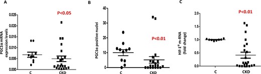 Gene and protein expression of hypoxia-inducible factor 1 (HIF-1α) and 1184 peroxisome proliferator-activated receptor-gamma coactivator-1 alpha (PGC-1α) in 1185 muscle biopsy of non-dialysis CKD patients and healthy controls (C).