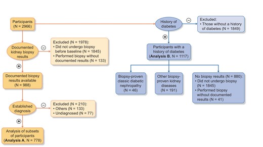 Study population. Of 2966 participants, 988 had documented biopsy results and 133 had undergone kidney biopsy before baseline but did not have documented results. Of the 988 participants, after excluding 210 participants with other kidney diseases or no diagnosis, analysis A had 778 participants. Analysis B had 1117 participants who had a medical history of DM. Analysis A was composed of six disease categories: IgAN, MN, focal segmental glomerulosclerosis FSGS, crescentic GN, classic DN and nephrosclerosis. Analysis B was composed of three groups: biopsy results not available (n = 880), DN (n = 46) and other pathological diagnoses (n = 191)