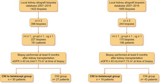 Flow charts. Banff scores: ah, arteriolar hyalinosis; cg, chronic glomerulopathy score; ci, interstitial fibrosis; ct, tubular atrophy; cv, vascular fibrous intimal thickening; g, glomerulitis score; i, interstitial inflammation; ptc, peritubular capillaritis score; v, arteritis score.