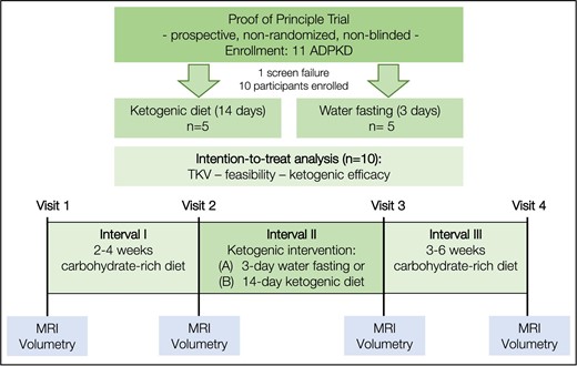 Five ADPKD patients were enrolled in each study arm. Interval 1: patients adhered to their normal CHO-rich diet for 2–4 weeks. Interval 2: patients underwent one of the two KDIs. Interval 3: patients returned to their normal CHO-rich eating habits for 3–6 weeks. Acetone measurements in breath, BHB in capillary blood and urinary ketone bodies concentration were measured regularly. MRI-based volumetry was performed at visits. Safety: blood and urine tests were performed at all visits.