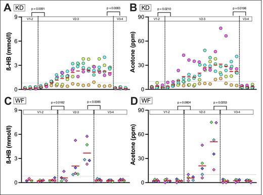 Metabolic endpoints of KD group (A and B) and WF group (C and D). Self-measurements of finger-stick BHB (A, C) and acetone levels in breath (B, D) are shown. Daily mean values are shown (separate morning and evening values are provided in Supplementary data, Fig. S3). The red line represents the mean. The dotted grey line (A–D) is set at a cutoff of 10 p.p.m. for breath acetone and 0.8 mmol/L BHB, respectively. For one patient in the WF group, no BHB measurements are available in I1 because he accidentally measured glucose values instead. The visit measurements (see Supplementary data, Table S1) show significant increases in BHB and acetone levels in both groups from V2 to V3. Mean I1 to I2 P-values acetone: all P = .0006, KD P = .0210, WF P = .0224. Mean I1 to I2 P-values BHB: all P = .0008, KD P = .0091, WF P = .0604. PPM = parts per million.