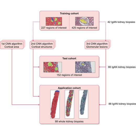 Distribution of kidney biopsies among the Training, Test and Application cohorts. The dotted arrows represent the use of CNN for training and the continuous arrows represent the use of CNN for inference. None of patients from the Application and Test cohorts were used for trainings.