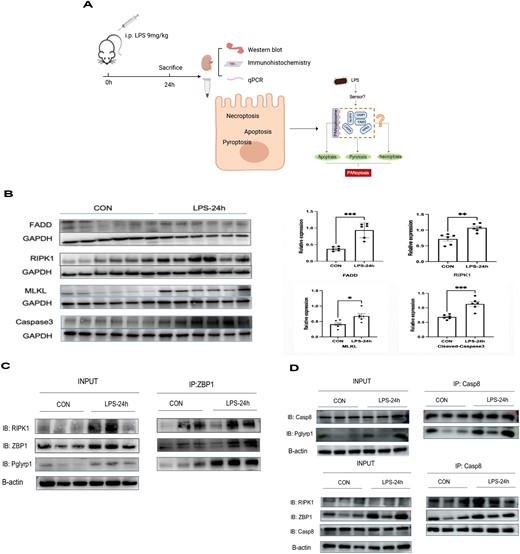 A: The overview of the study design. B. Crucial molecules in PANoptosis elevated in SI-AKI. C. The potential factors of the PANoptosome. Data are means ± SEM of 3 independent experiments (n = 6 mice/group). *P < 0.05, **P < 0.01, ***P < 0.001.
