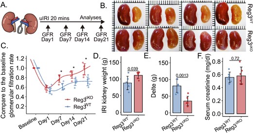 Pax8-Regnase3cKO alleviate the 20 mins IRI kidney injury.