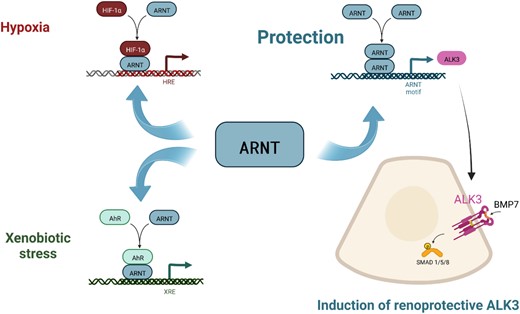 Schematic illustration of the multiple role of ARNT. Under hypoxia or xenobiotic stress, ARNT is the functional heterodimeric binding partner of aryl hydrocarbon receptor (AHR) or HIF-1α. In tubular epithelium, ARNT homodimers induce transcription of ALK3 and consecutively mediate regenerative and antifibrotic effects via the canonical pSMAD1/5/8-signaling cascade. Created with BioRender.com.