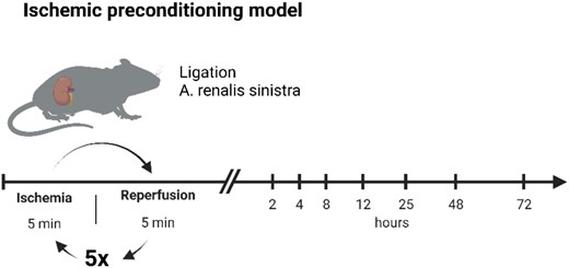 Schematic illustration of IPC protocol.