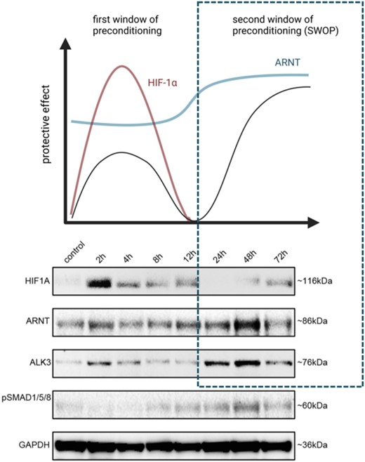 Robust induction of ARNT and ALK3 expression 48 h after IPC intervention. (A) Schematic illustration of the effectors (HIF-1α, ARNT) during SWOP. (B) Representative Western blot showing protein levels of HIF-1α, ARNT, ALK3 and pSMAD1/5/8 in murine IPC kidneys at different post-intervention time points (2, 4, 8, 12, 25, 48 and 72 h). Created with BioRender.com.