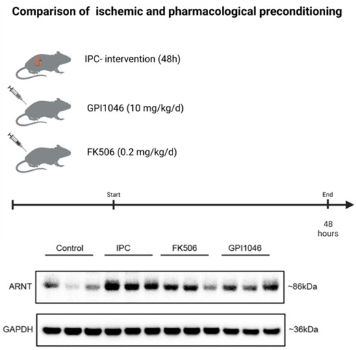 Pharmakologische Induktion der Expression von ARNT. (A) Schematic illustration of study design. (B) Representative Western blot showing protein levels of ARNT in murine IPC kidneys (48 h) and kidneys after pharmacological preconditioning with low dose FK506 or with the small molecule GPI1046. Comparable induction of ARNT expression was obtained by pharmacological preconditioning with FK506 or GPI1046. Created with BioRender.com