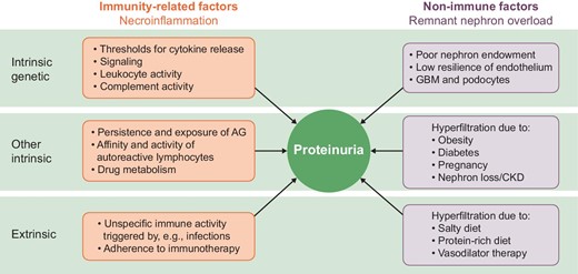 Immune and non-immune factors contribute to proteinuria in GN. Both immune as well as non-immune mechanisms of proteinuria can be grouped according to genetic and other intrinsic and extrinsic factors. AG: antigen.