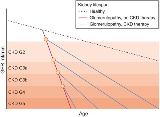 How time of onset of CKD therapy impacts kidney lifespan. In healthy individuals, GFR decreases with aging. Chronic or relapsing disease activity of GN can significantly shorten kidney lifespan despite immunotherapy. Therapy of CKD with renoprotective drugs can attenuate the slope of GFR decline and hence prolong (dialysis-free) kidney lifespan. Inhibition of the RAS and potentially of SGLT2 as well as other renoprotective drugs elicit significantly stronger renoprotective effects when started at an early CKD stage. This ‘the earlier, the better’ concept of renoprotective therapy implies an early awareness for CKD in GN and the perspective of maximizing (dialysis-free) kidney lifespan as a critical patient-oriented treatment goal.