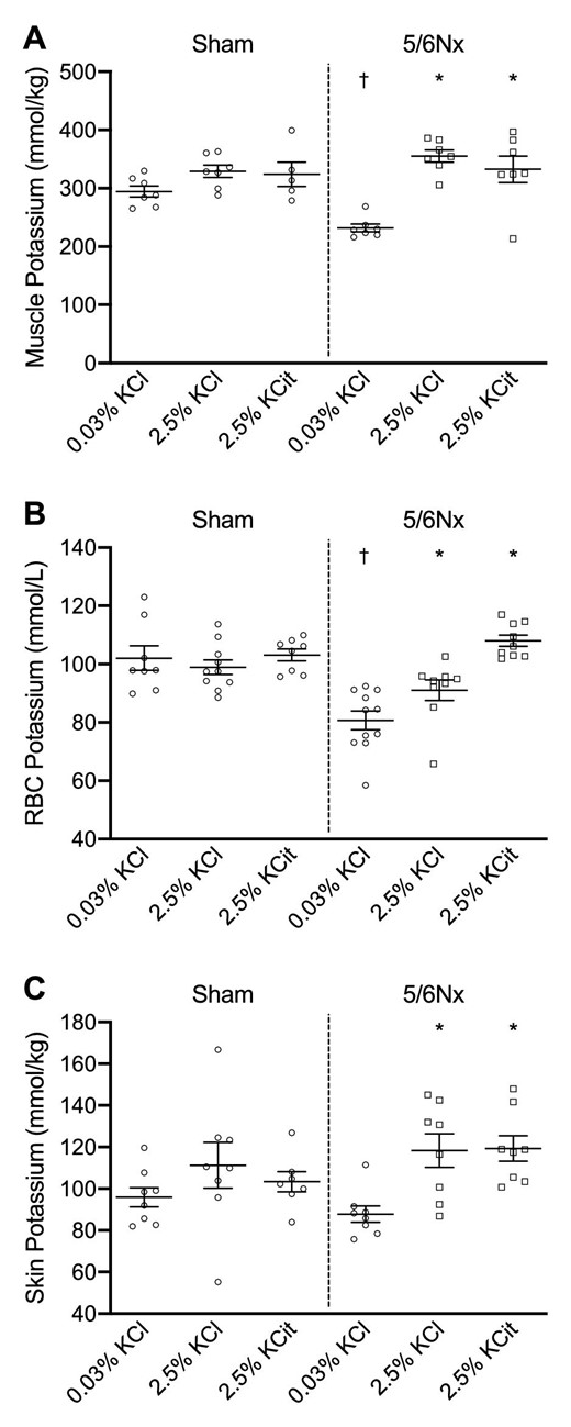 Dietary K+ effects on intracellular K+ concentrations. Dietary K+ effects on intracellular K+ concentrations in (A) muscle, (B) red blood cells (RBC) and (C) skin. *P ≤ .05 compared with the 0.03% KCl diet within the same model (analyzed by ANOVA). †P ≤ .05 compared with sham rats on the same diet (analyzed by independent t-test).