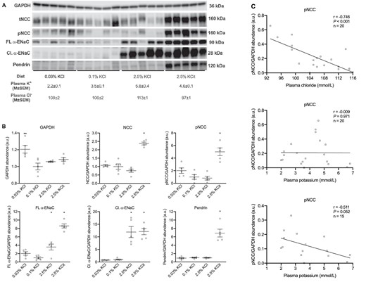 Dietary K+ effects on NCC, ENaC, and pendrin in 5/6Nx rats. Immunoblots and corresponding densitometry (n = 5/group, A and B). Pearson correlations between kidney phosphorylated NCC with plasma Cl− and plasma K+ (C). The correlation between pNCC and plasma K+ was analyzed with and without the high KCitrate group. *P ≤ .05 compared with the 0.1% KCl diet (analyzed by ANOVA).