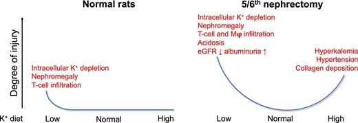 Detrimental effects of low and high dietary K+ in normal and 5/6Nx rats. The figure shows the degree of injury and the types of injuries observed on the low, normal and high K+ diets used in this study. We found that the 5/6Nx model of CKD aggravated the negative effects of both a low and high K+ diet.